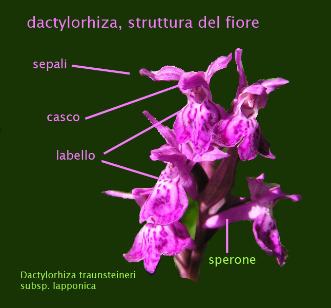 orchidee, struttura del fiore - parte terza